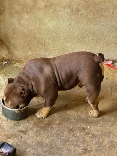 Venda de um América bully 