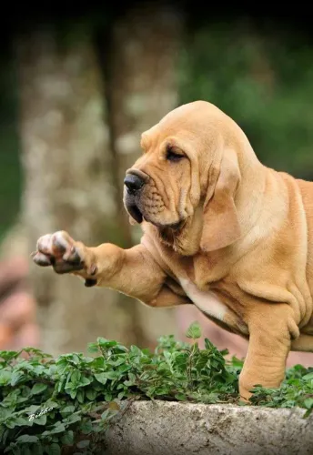 FILHOTE de fila brasileiro de pedigree