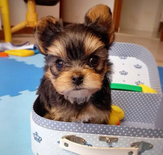 Filhote yorkshire terrier, Leve para casa um pedacinho de felicidade!
