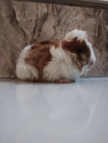 Porquinho da índia peruano