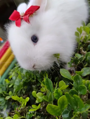 Coelho Lion disponível 