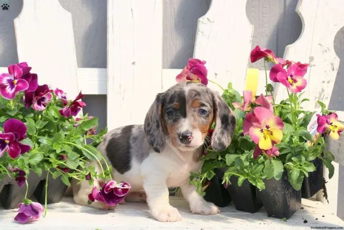 Leve seu Dachshund hoje 