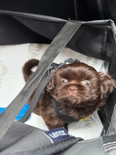 Filhote dê Shihtzu 