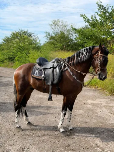 Duquês da Claro - Mangalarga Marchador (Castrado)