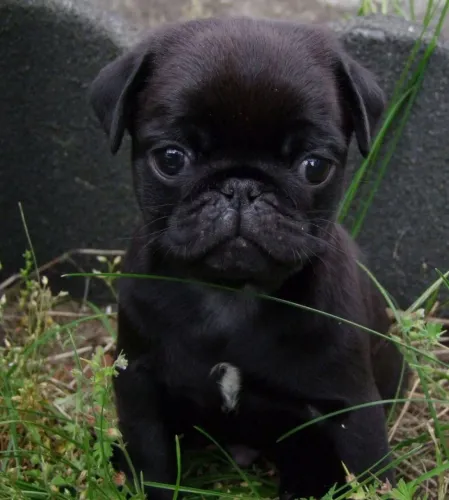 Pug mini pretinhos disponíveis em Sorocaba