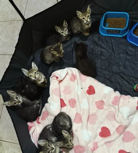 Gatinhos para adoção - 3 meses.