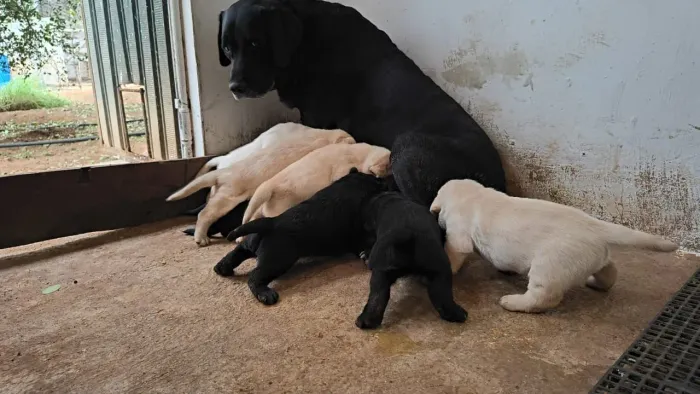 Filhote Labrador com Pedigree (Entrega gratuita) 12x no cartão