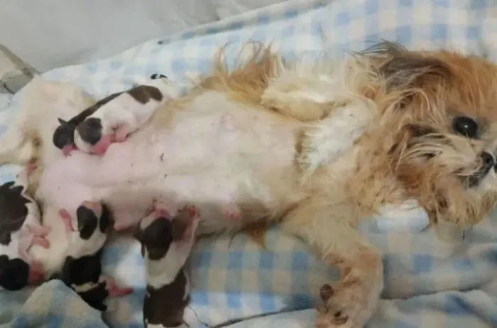 Lindo e último filhote machinho de Shitzu