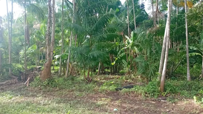 Terreno na beira do rio com Açaí