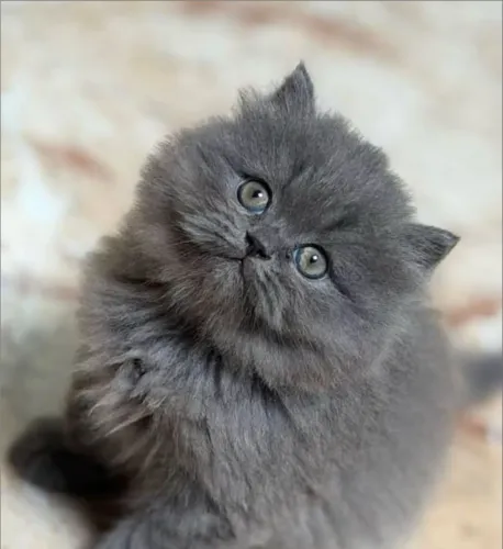 Gato Persa