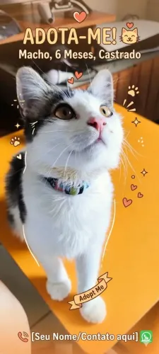 Gato para adoção 