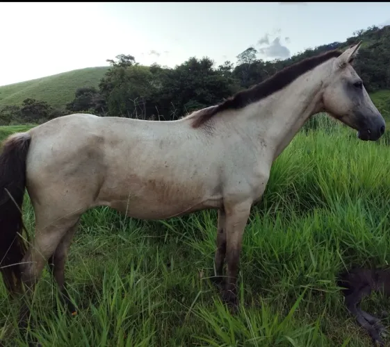 Égua registrada a venda
