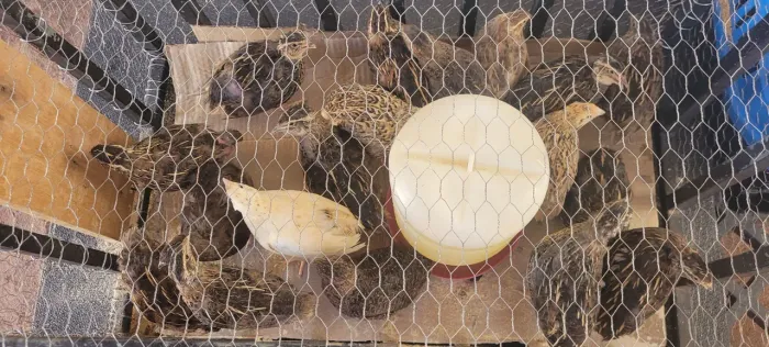 Codorna