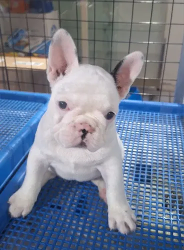 Bulldog Francês