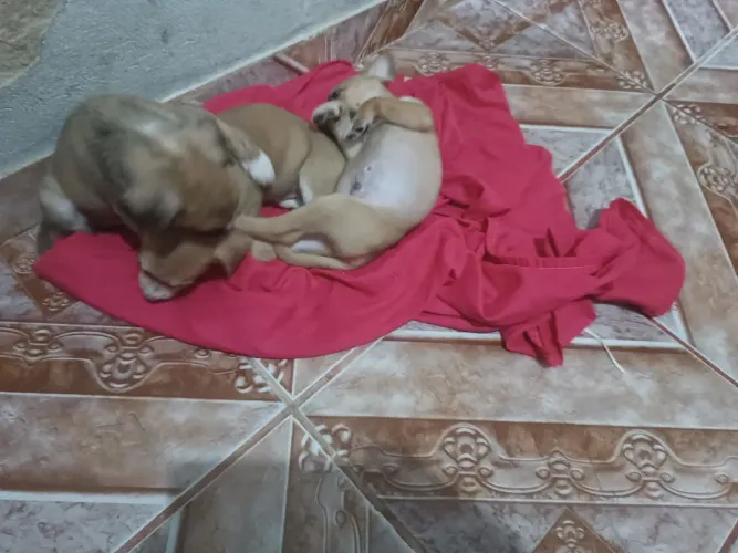 Animais