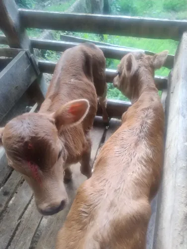 Terneiros e bezerros guachos