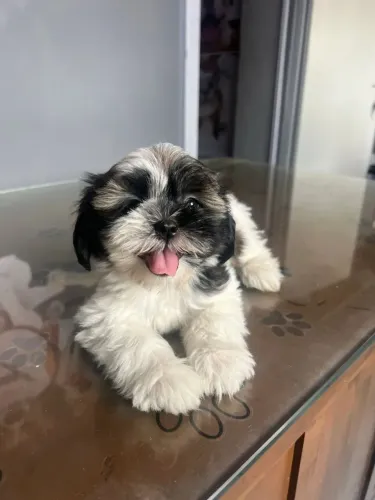 Shih tzu Esse dog é puro carinho em forma de pet