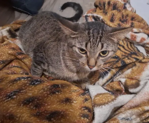 Mais gatos para doação!