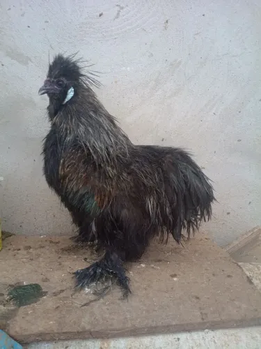Galinha sedosa do Japão