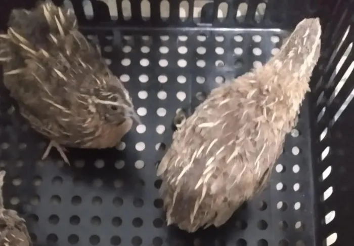 24 codornas japonesas já botando