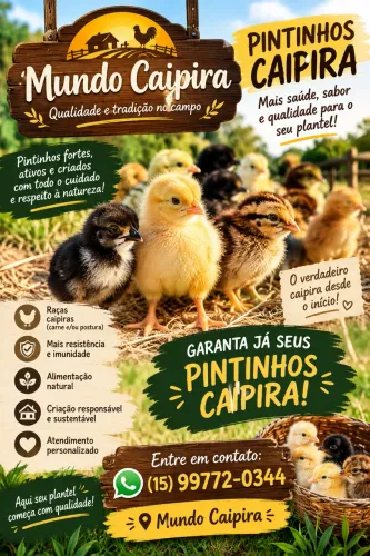 Vendo pintinho caipira
