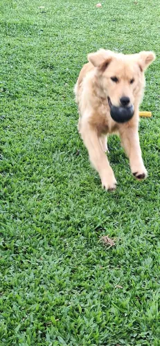 Vendo Golden retriever