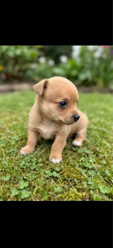 Pinscher zero