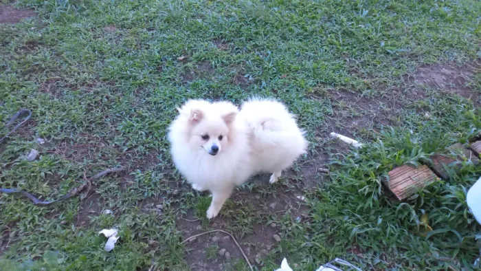 Lulu da Pomerania fêmea 5 meses