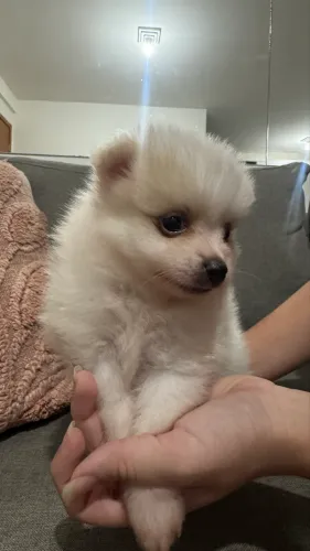 Spitz alemão branco macho 