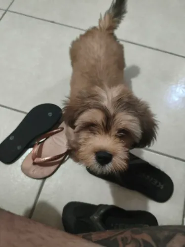 Vendo cachorro raça Lhasa Apso 3 meses macho 