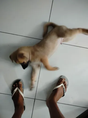 Doação de cachorro raça Akira americano com pastor 