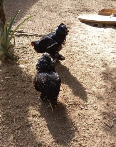 Brahma Mottled casal