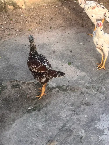 Galinhas à Venda