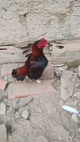 Galo Mini índio
