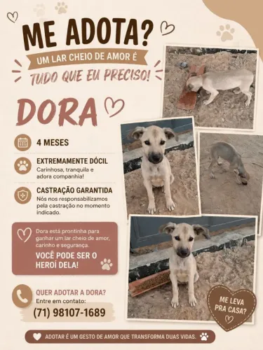 Cadela para adoção Petrolina/Juazeiro
