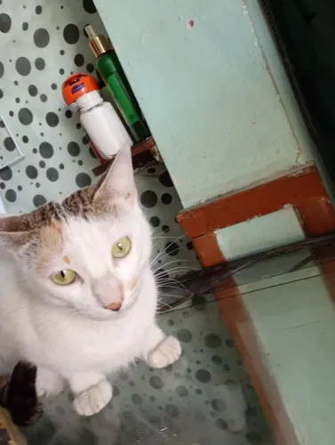 Doa -se linda gatinha dócil demais ótima companhia já castrada ok.