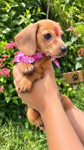Linda fêmea de dachshund a pronto entrega já com a primeira dose da vacina em até 12 ×