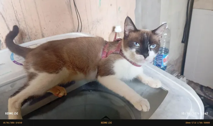 Gato siamês 