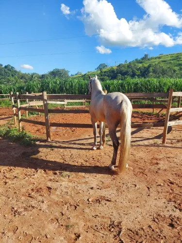 Vendo cavalo Garanhao marcha picada