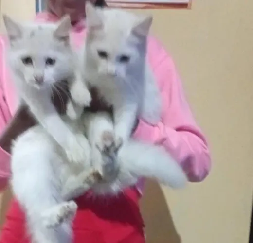 Doação de gatinhos brancos 