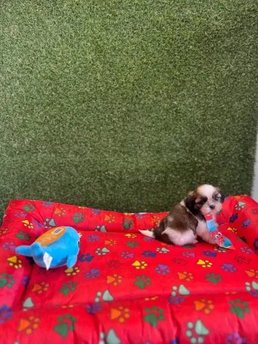 Shih Tzu Macho 10x R$160