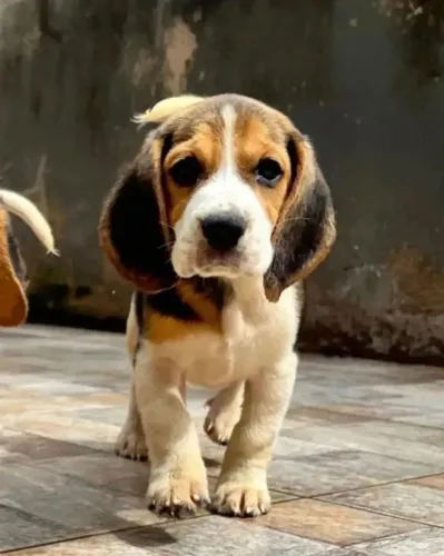 LINDÍSSIMOS FILHOTES DE BEAGLE