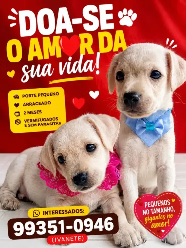 DOAÇÃO FILHOTE CACHORRO