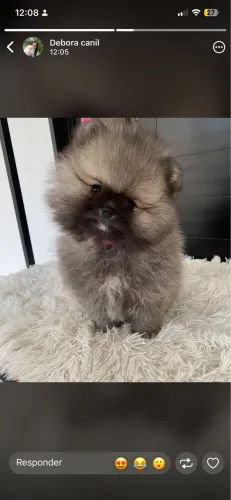 Lulu da Pomerânia Macho Filhote - Saudável e Muito Fofo