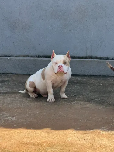 American Bully macho merle