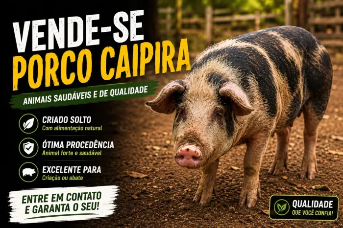 Porco caipira