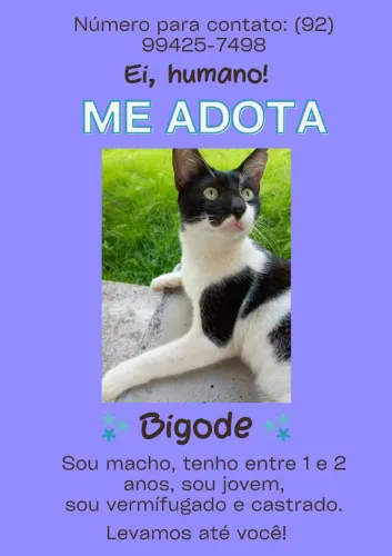 Adoção