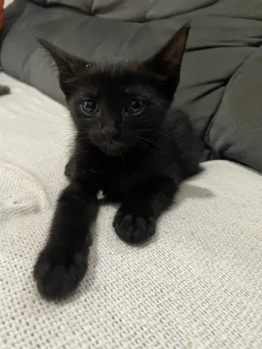 Gatos para adoção