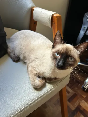 Gata Siamesa