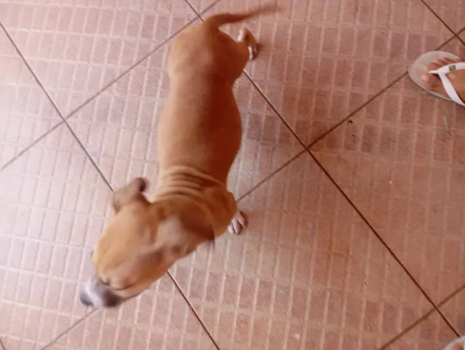 Doação de Pitbull com Fila